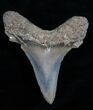 Sharp Inch Angustiden Tooth - Pre Megalodon #4318-2